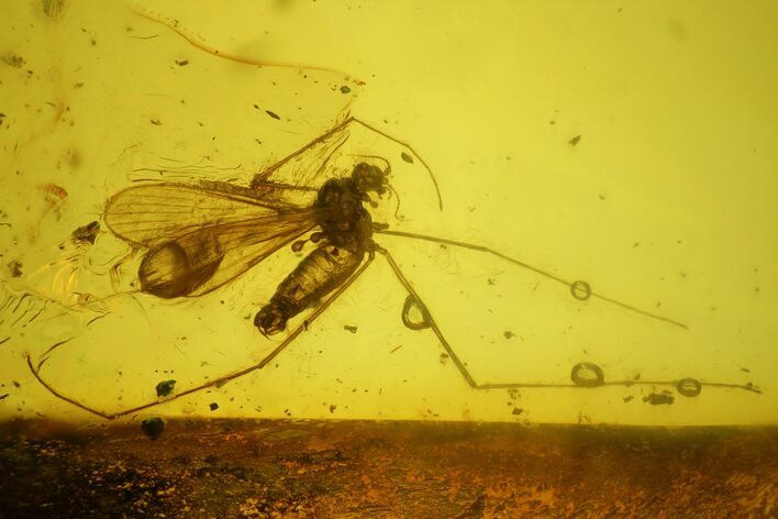 Fossil Fly (Diptera) In Baltic Amber #145495